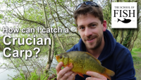 How can I catch a Crucian Carp?