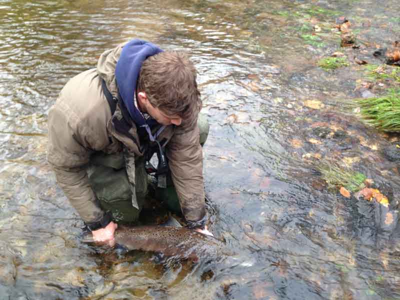 Catch and release Salmon fishing in Cornwall