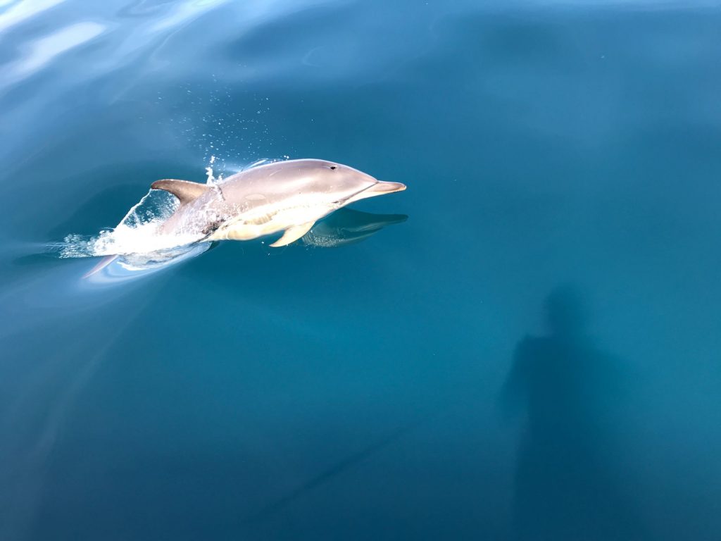 Atlantic Blue Fin Tuna Fishing in Cornwall on True Blue