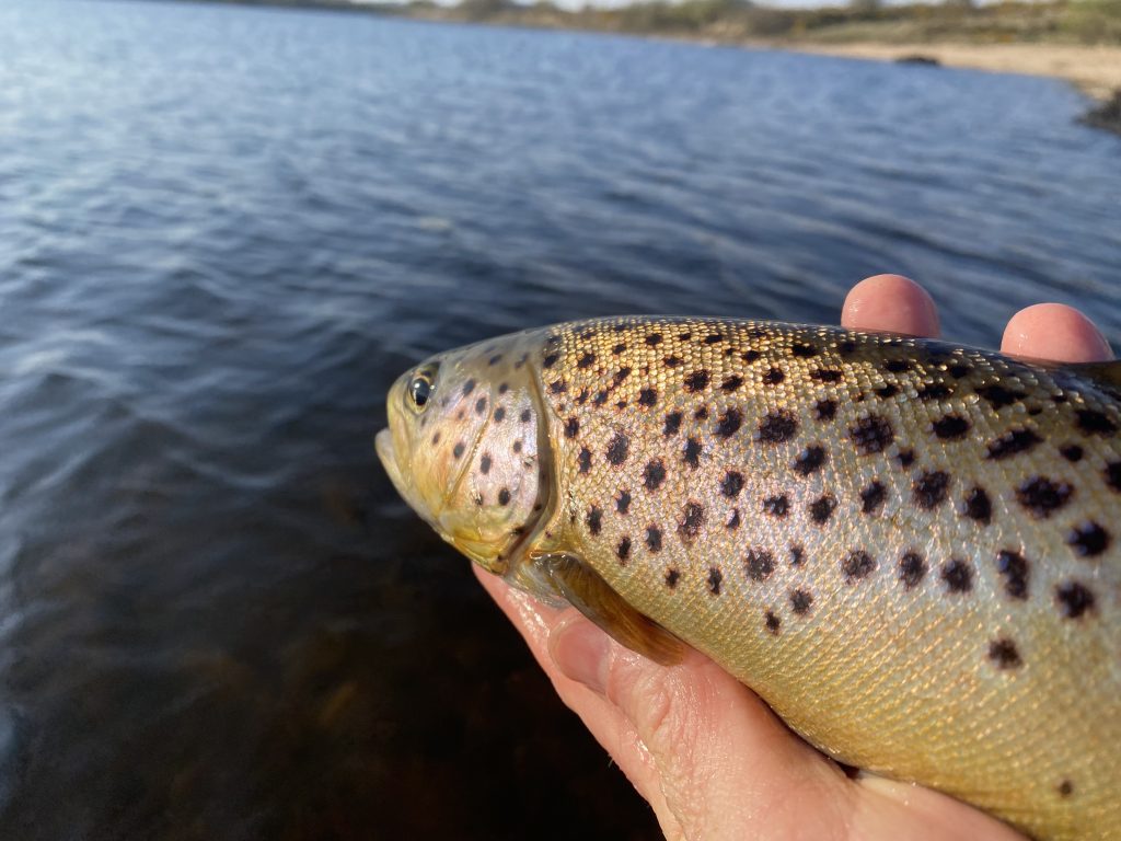 Brown Trout fishing with The School of Fish