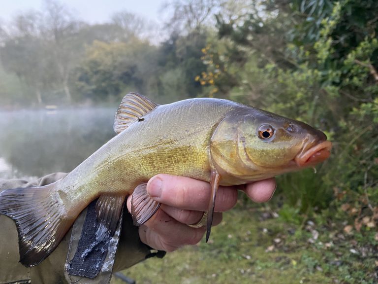 Catching Tench with The School of Fish