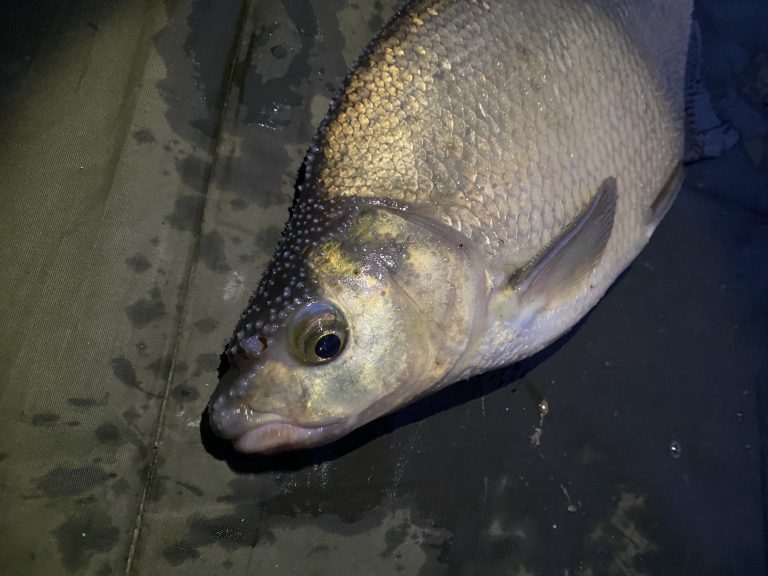 Catching Bream with The School Of Fish