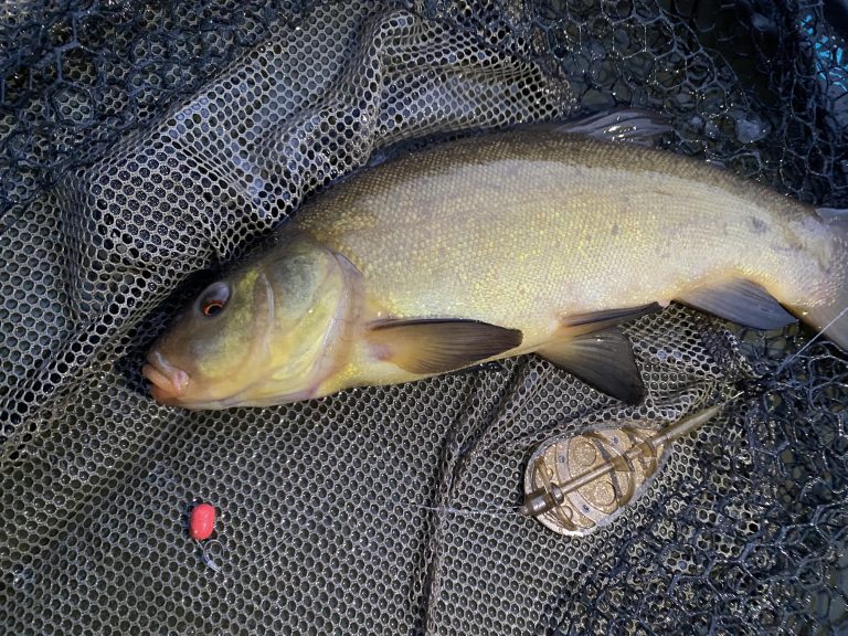 Catching Tench with The School Of Fish