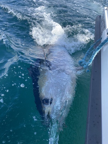 Blue Fin Tuna Fishing with The School of Fish