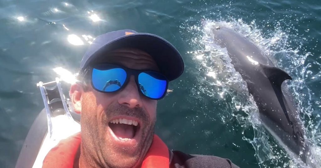Dolphins with The School of Fish
