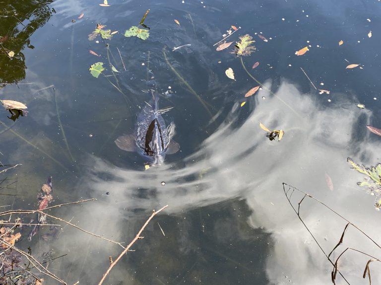 Surface feeding Carp with The School of Fish