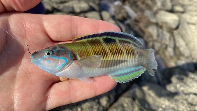 Ornate Wrasse with The School of Fish