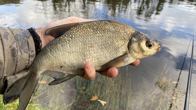 Bream fishing with The School of Fish