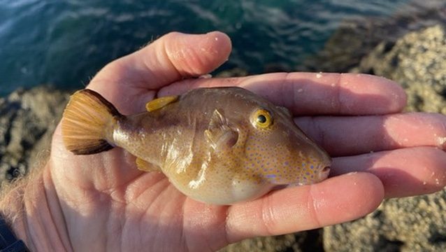 Puffer Fish with The School of Fish