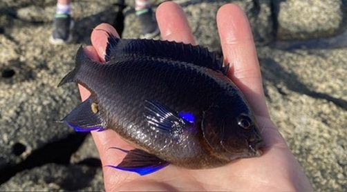 Blue Finned Damsel Fish with The School of Fish