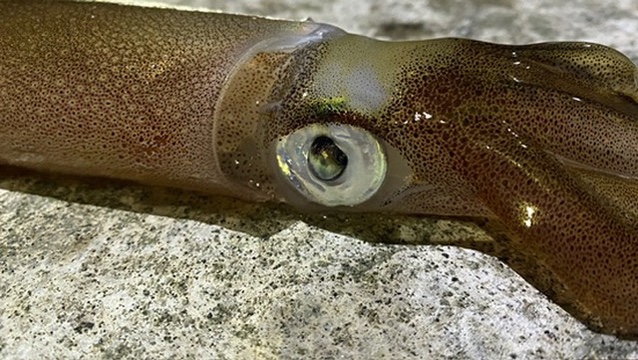 Squid fishing with The School Of Fish