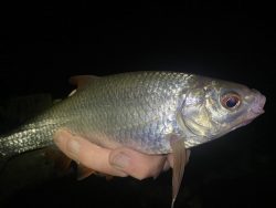 January – Goretti, Ingrid, Chandra and Rutilus rutilus