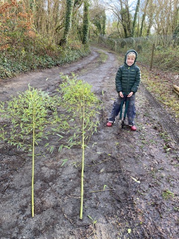 Bamboo fishing rods with The School of Fish