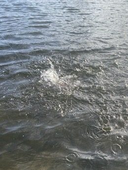 Fly fishing with The School of Fish