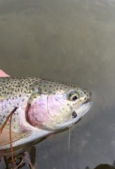 Fly fishing with The School of Fish