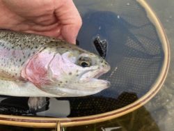 Fank F##k For February Flying Fishing