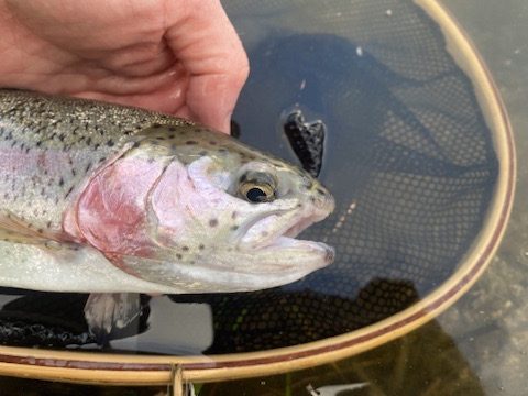 Fly fishing with The School of Fish