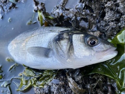 Bass fishing with The School of Fish