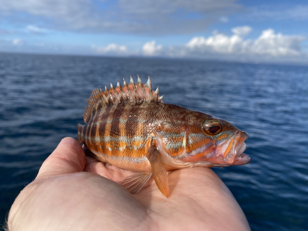 Catching Comber with The School of Fish
