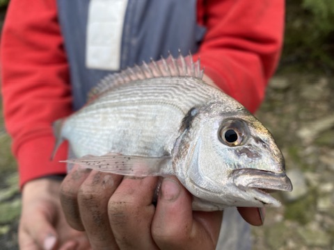 Gilthead Bream fishing with The School of Fish