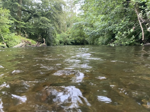 Brown Trout fishing with The School of Fish