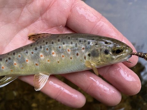 Brown Trout fishing with The School of Fish