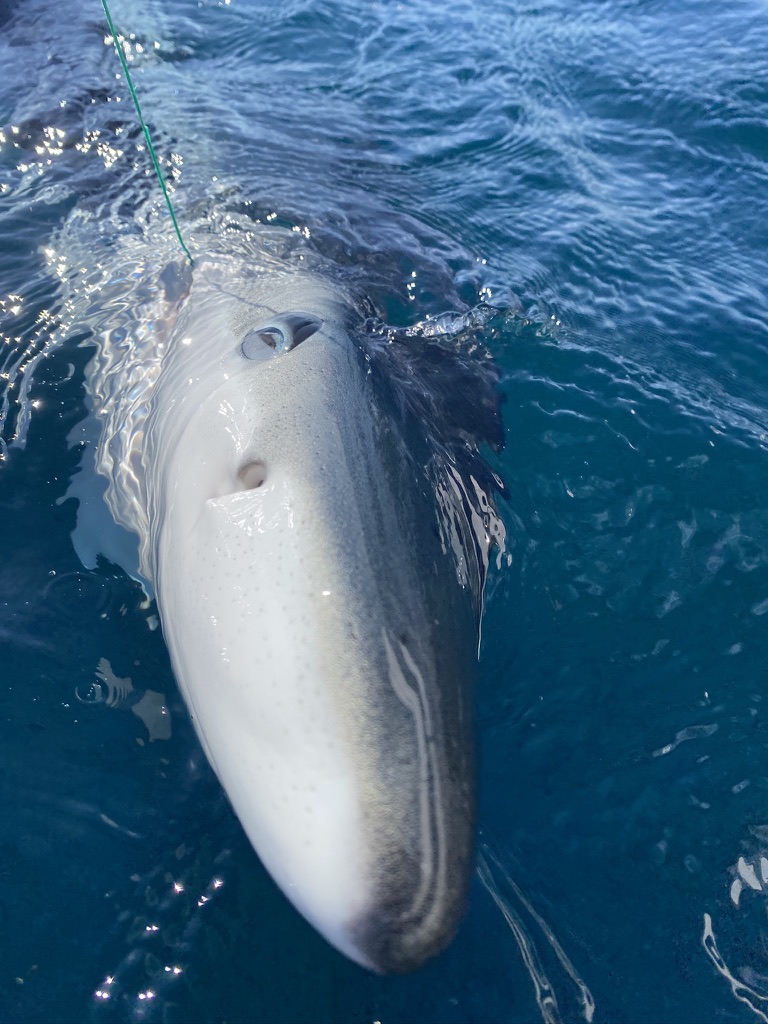 Shark fishing with The School of Fish
