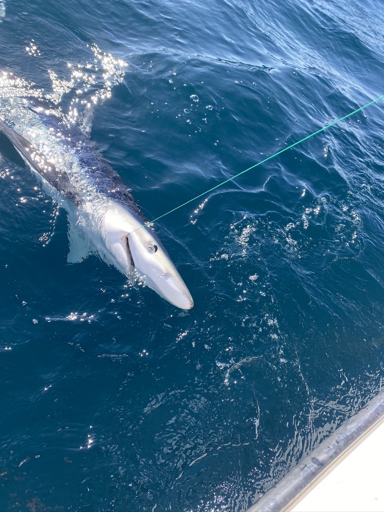 Shark fishing with The School of Fish