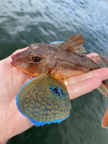 Gurnard fishing with The School of Fish