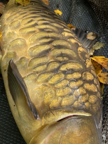 Carp fishing with The School of Fish