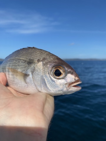 Red Bream fishing with The School of Fish